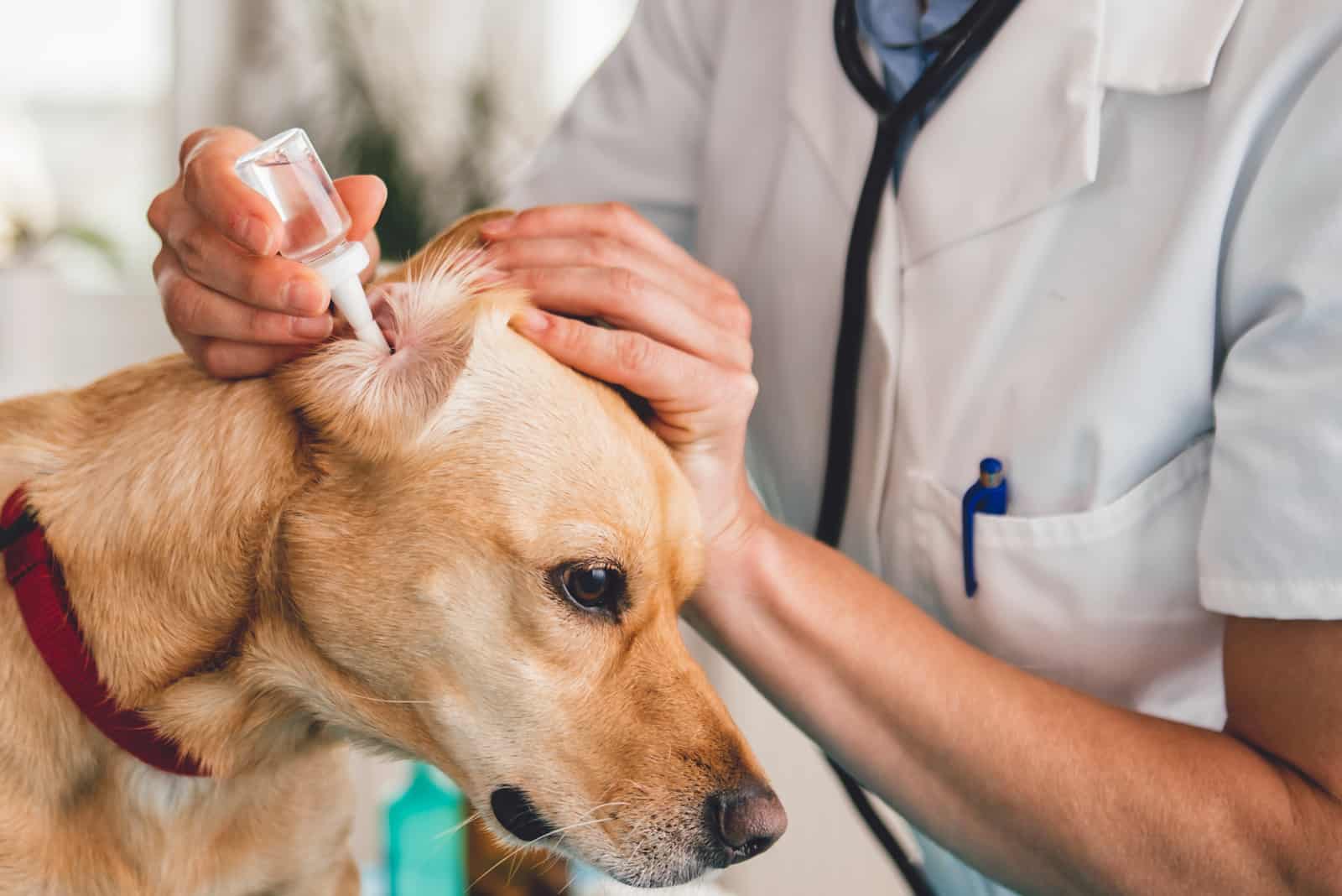 the vet pours the drops into the dog's ear