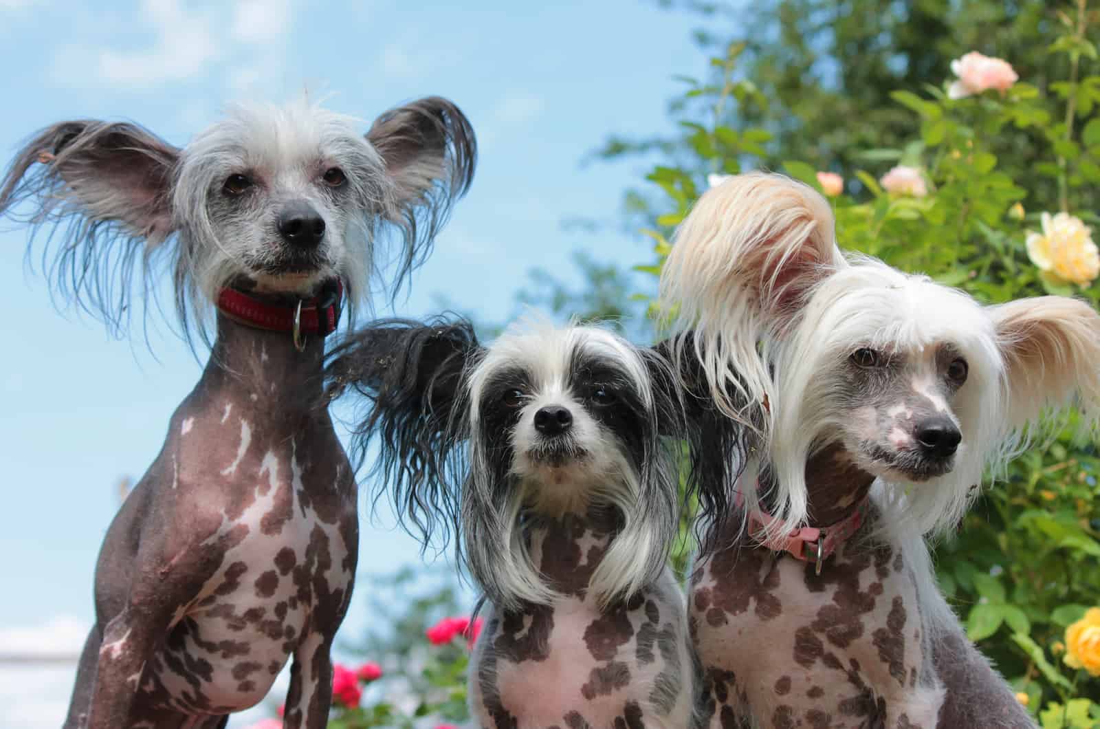 three Chinese crested dogs hairless in the garden