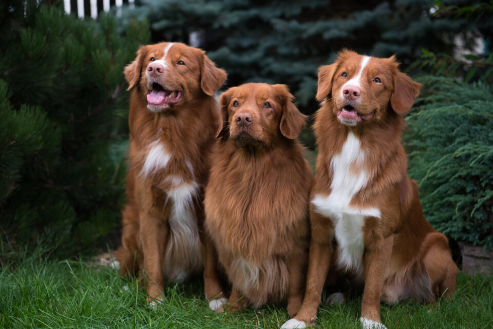 Top 6 Nova Scotia Duck Tolling Retriever Breeders In USA and Canada