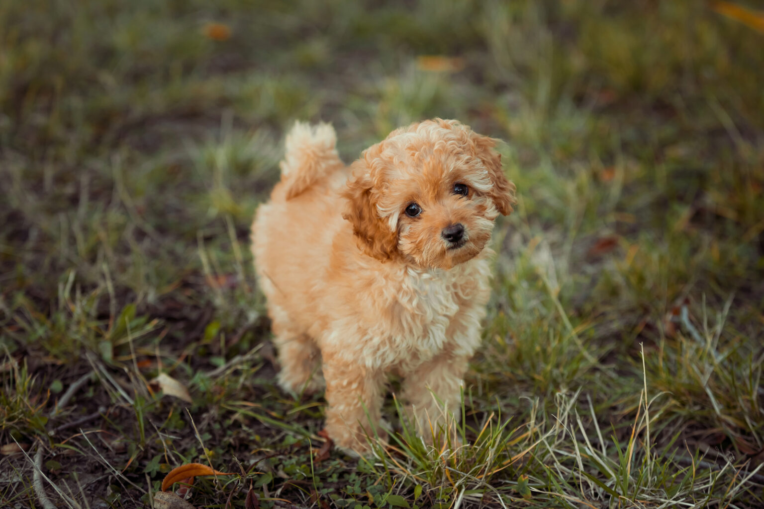 Toy Poodle Breeders In Ontario Top 7 Choices