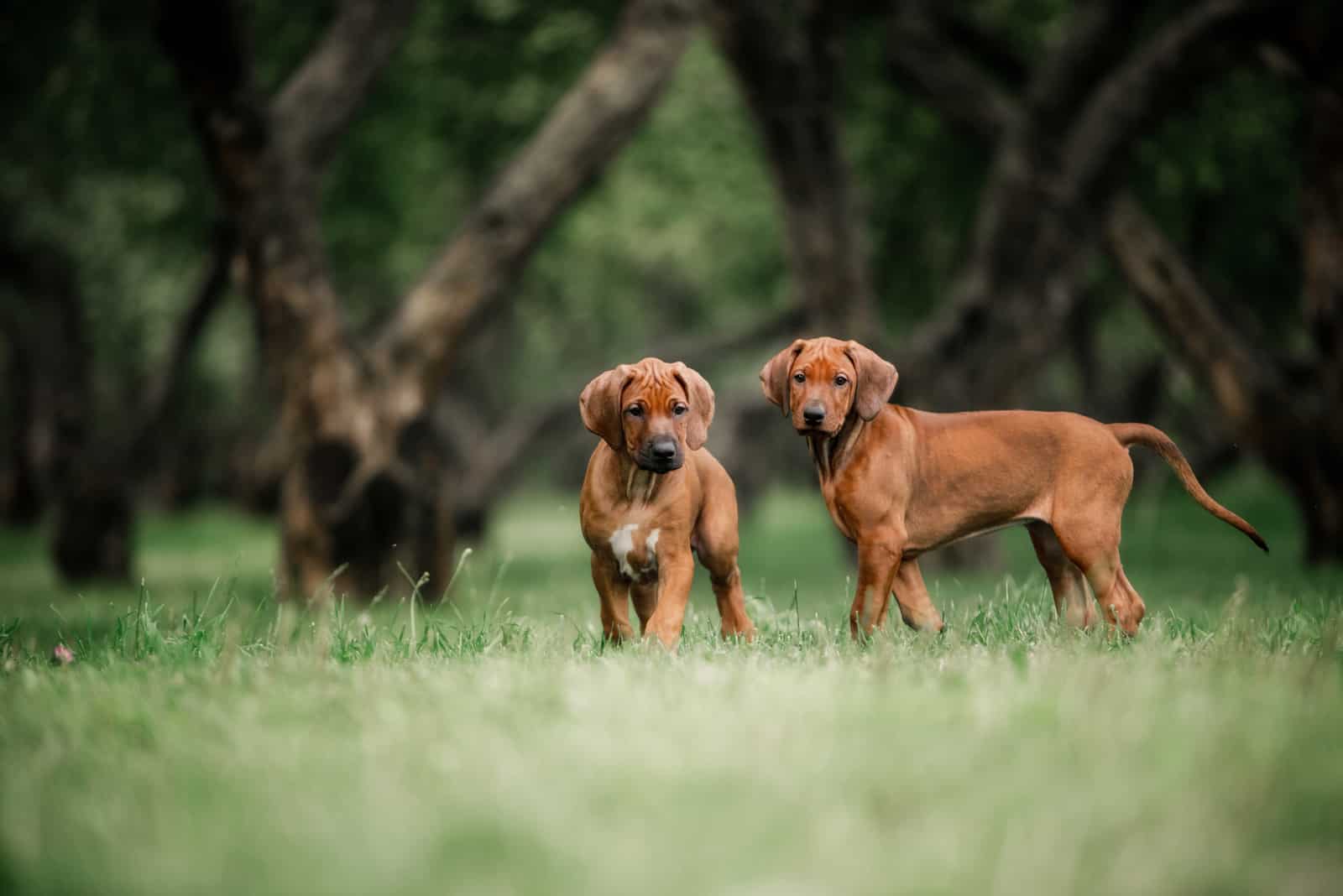 two Rhodesian Ridgeback puppies standing on grass