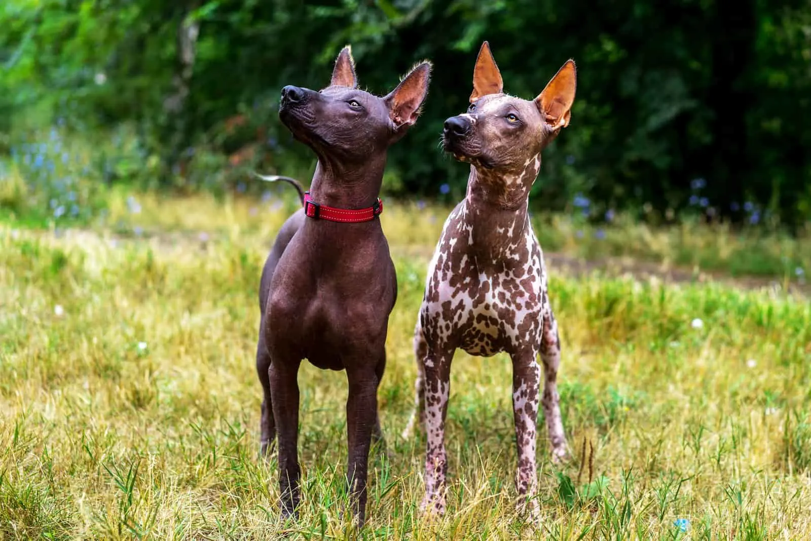 two Xoloitzcuintli dogs standing outside