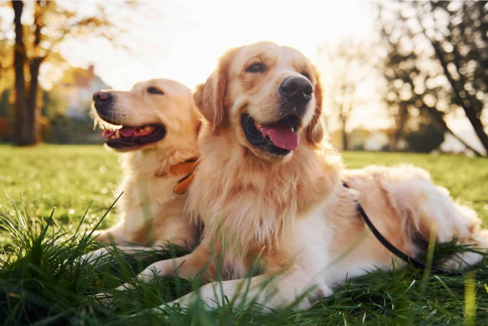 two beautiful Golden Retrievers lie on the grass