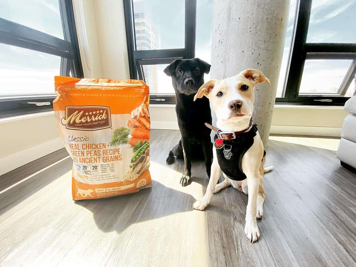 two cute dogs sitting with merrick bag food