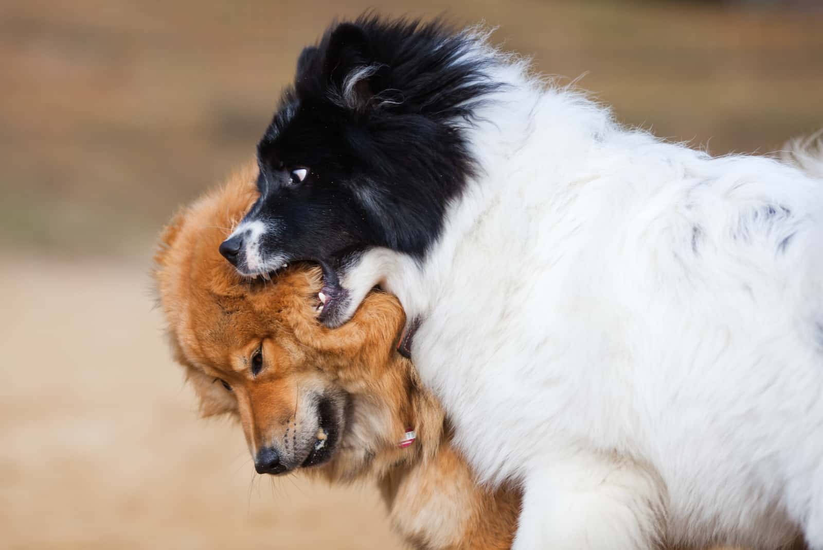 two dogs biting each other