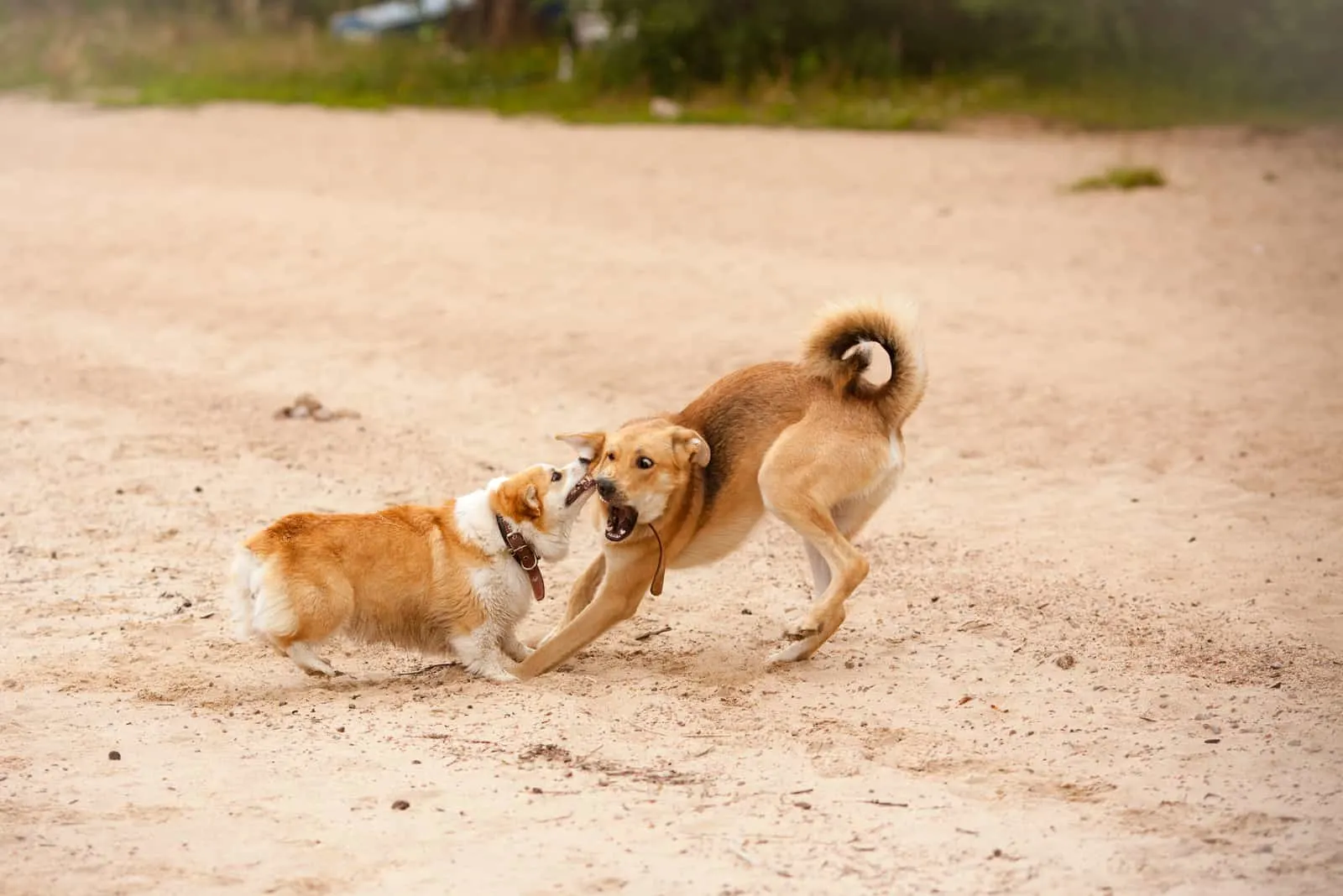 two dogs fighting on the beach