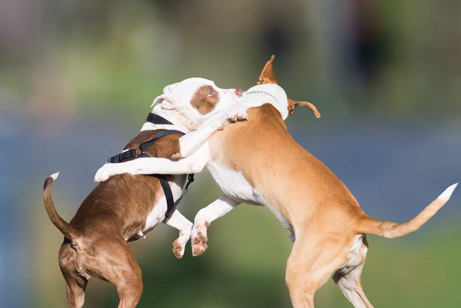 two dogs fighting outdoor in the park