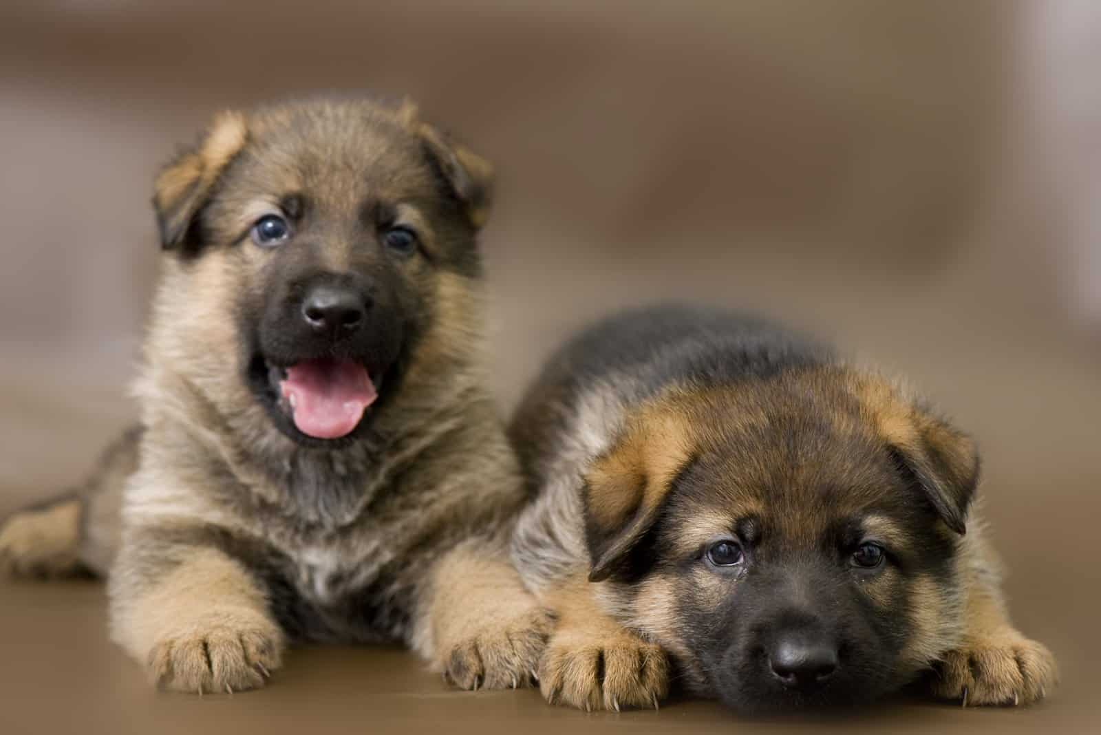 two german shepherd puppies posing together