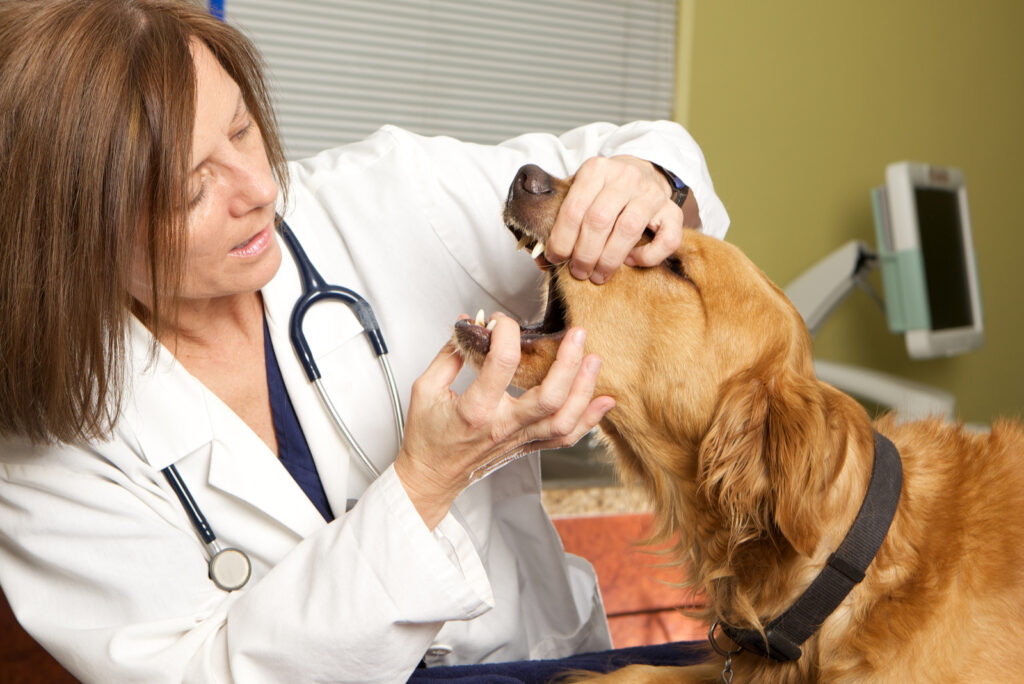 Dog Dry Heaving 10 Possible Causes And How You Can Help