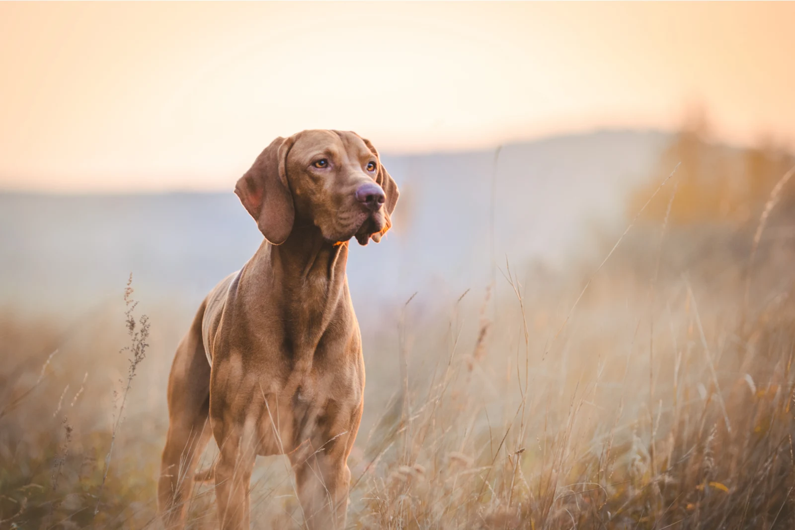 vizsla dog in autumn time in the field
