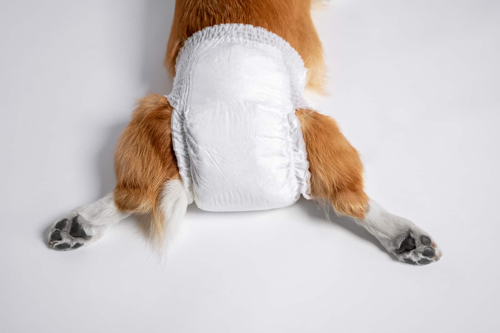 welsh corgi Pembroke lies in a special diaper spreading its paws