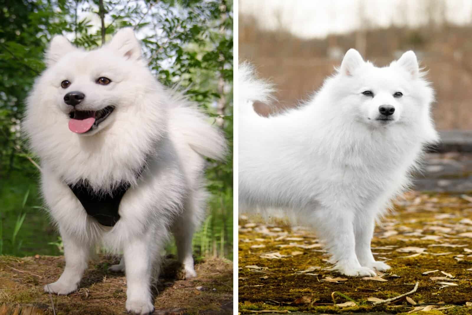 white Japanese Spitz and Samoyed