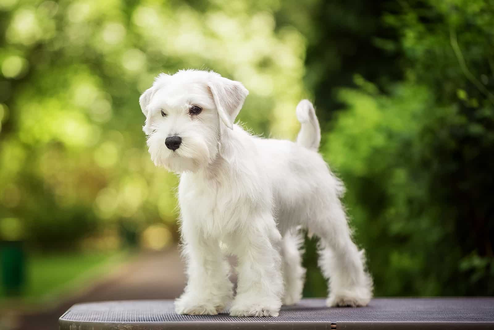 white Miniature Schnauzer standing on table