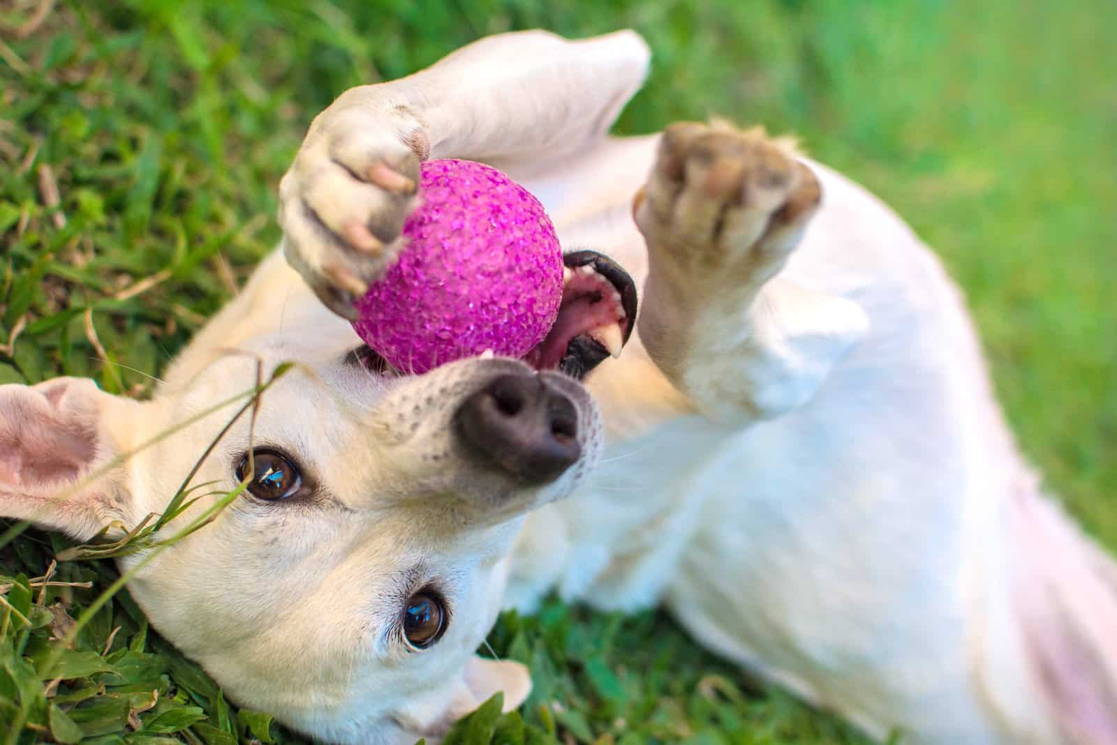 white dog playing with ball in the grass
