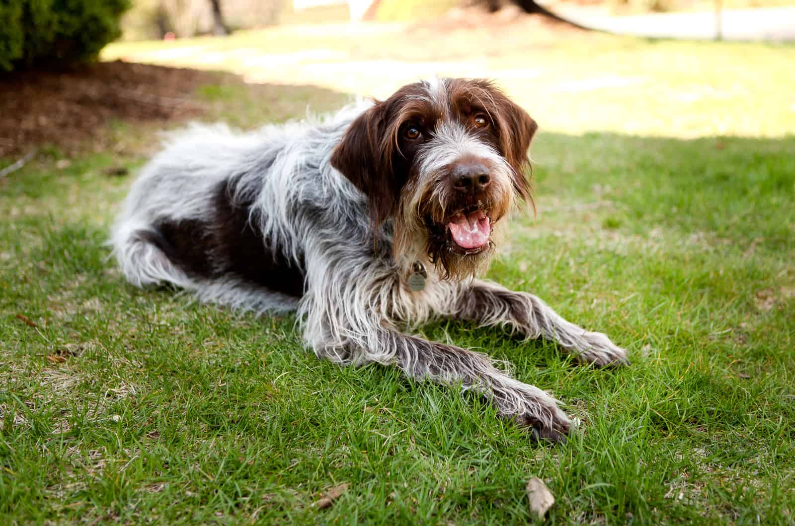 wirehaired pointing griffon dog relaxing in the cool green grass