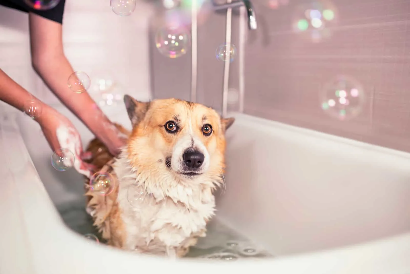 woman bathes dog in bathtub
