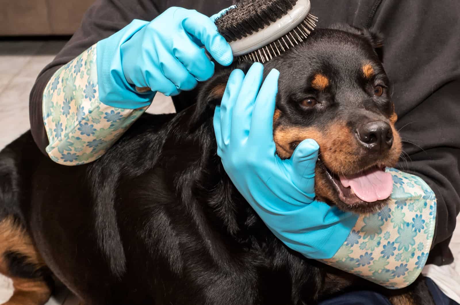 woman brush Rottweiler