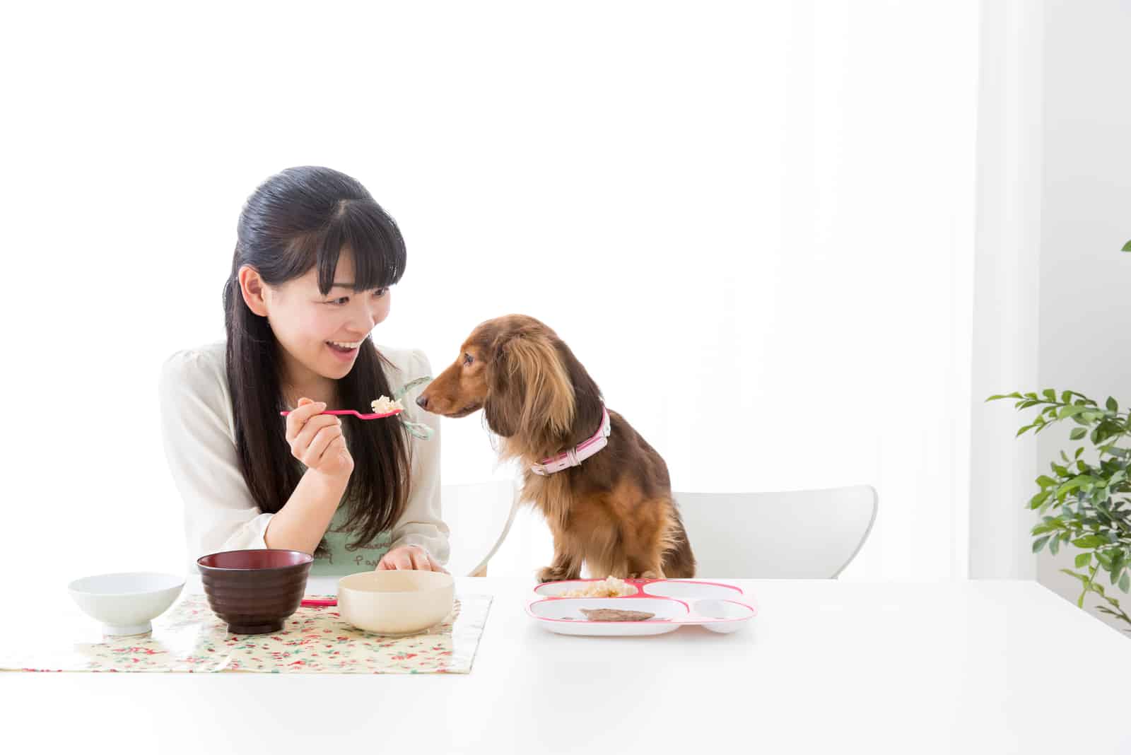 woman feeding dog with rice