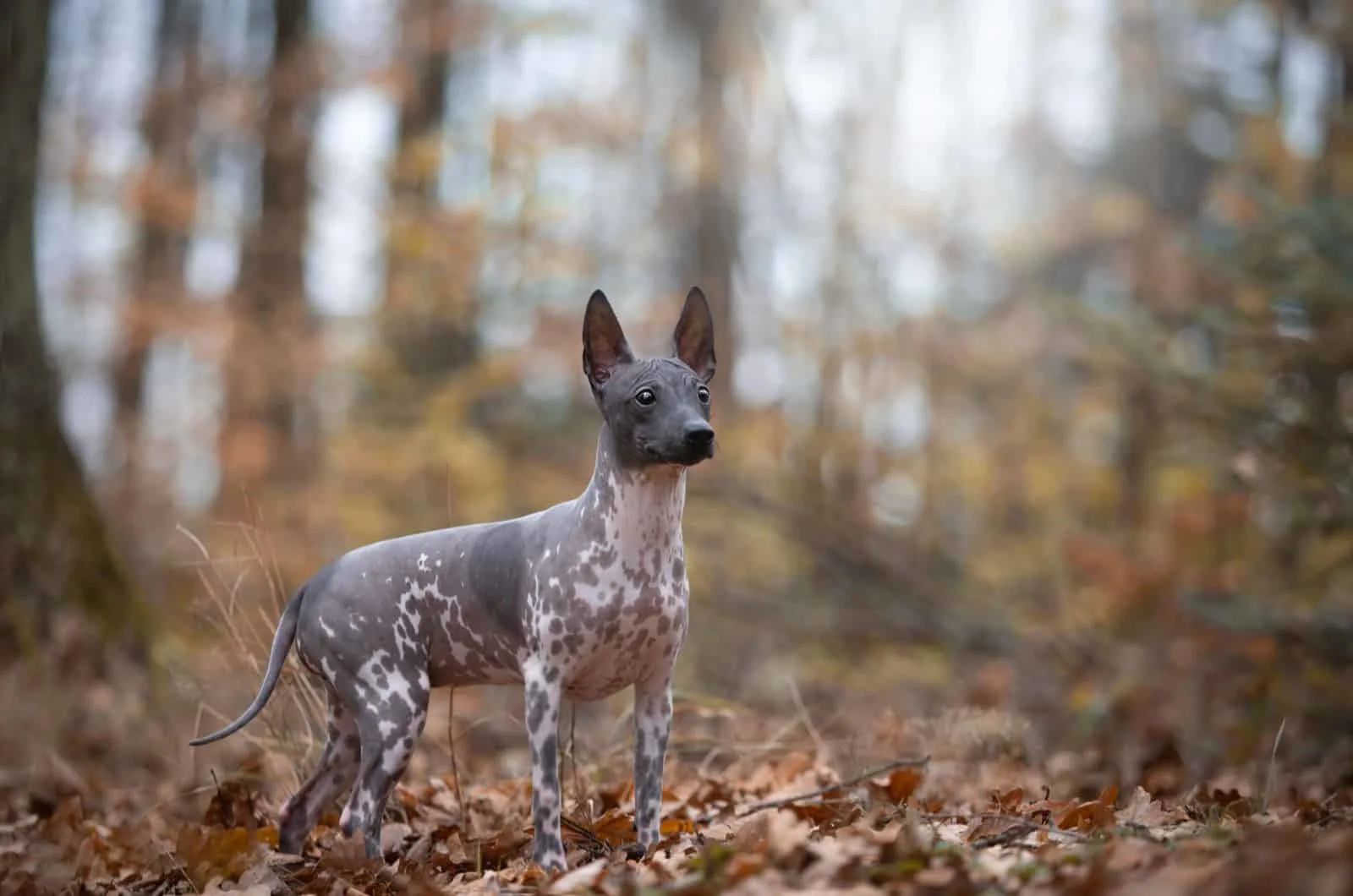 young American hairless terrier dog