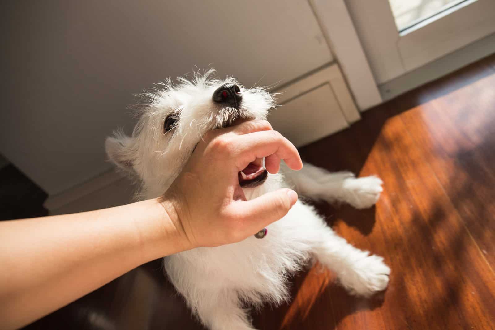 young west highland white terrier dog bite human hand