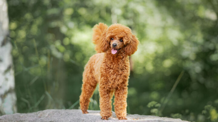 10 Amazing Miniature Poodle Breeders In The USA