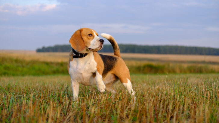10 Beagle Colors:  Choose Your Best Color Combinations