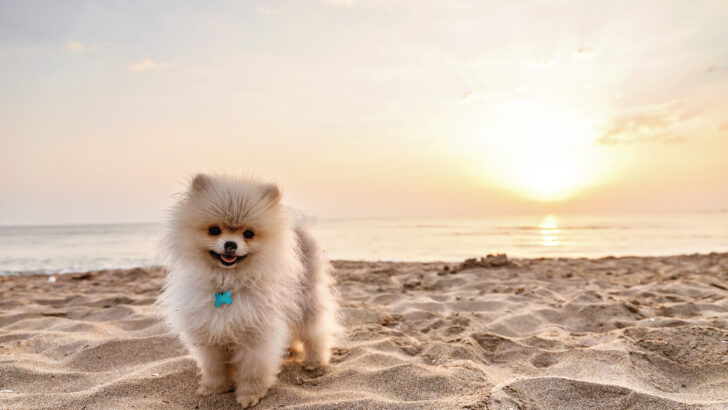 10 Pomeranian Breeders In California: Find The Best Pom