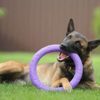 belgian malinois with toy in mouth