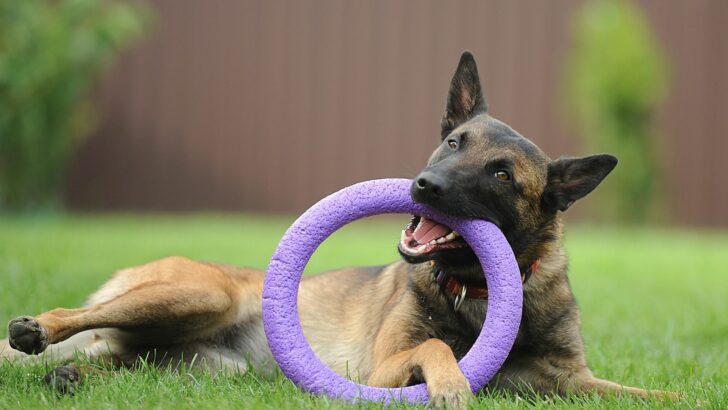11 Best Toys For Belgian Malinois Pups Your Pooch Will Love