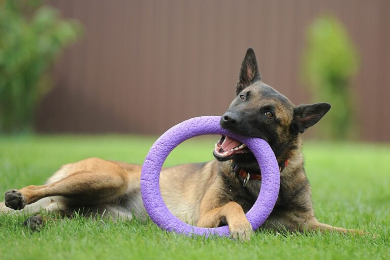 belgian malinois with toy in mouth