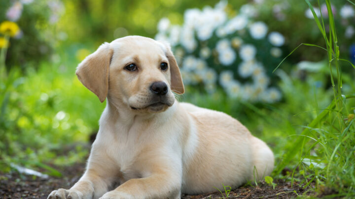 11 Labrador Breeders In Texas That You Can Trust