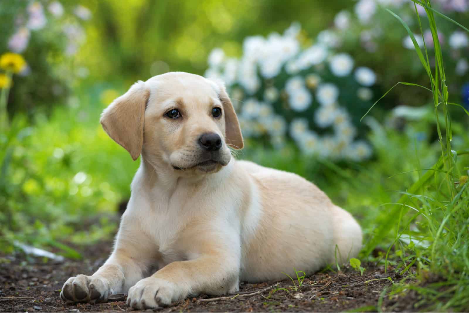 vute labrador puppy laying