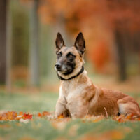 belgian malinois wearing a collar