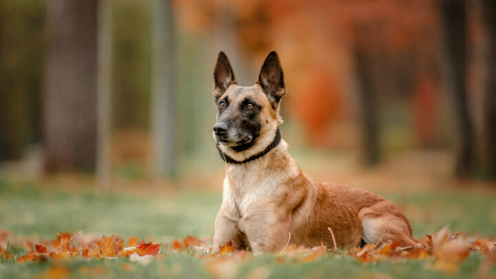 12 Best Collars For Belgian Malinois Dogs In 2022