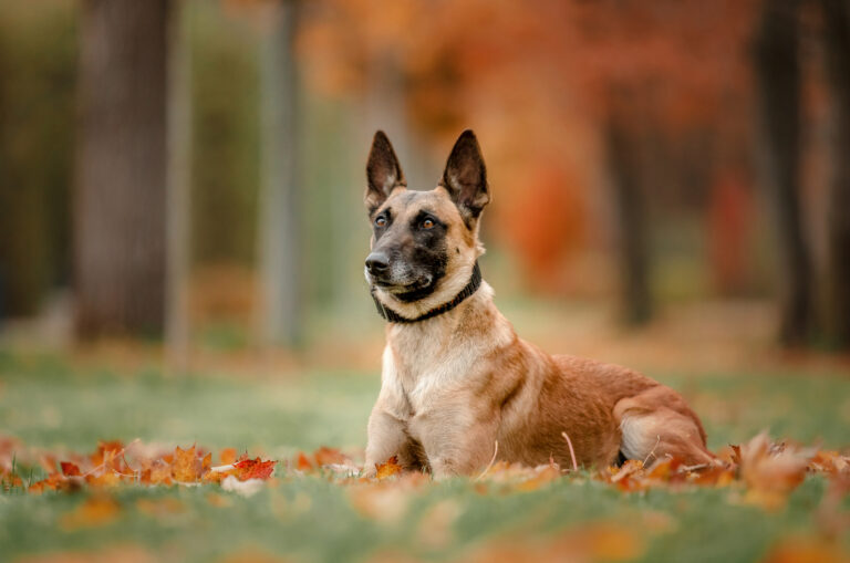 belgian malinois wearing a collar