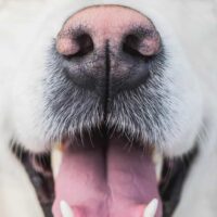 dog with a pink nose