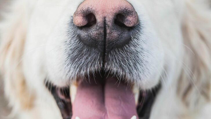 12 Explanations Why Do Dogs Noses Turn Pink