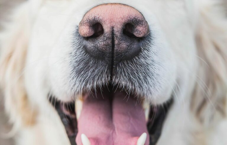 dog with a pink nose