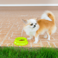 A Chihuahua is standing next to a bowl of food