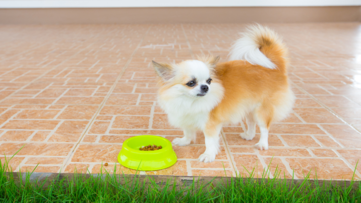 12 Healthiest And Best Dog Foods For Chihuahuas In 2022