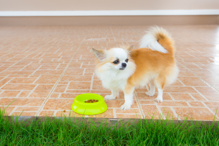 A Chihuahua is standing next to a bowl of food