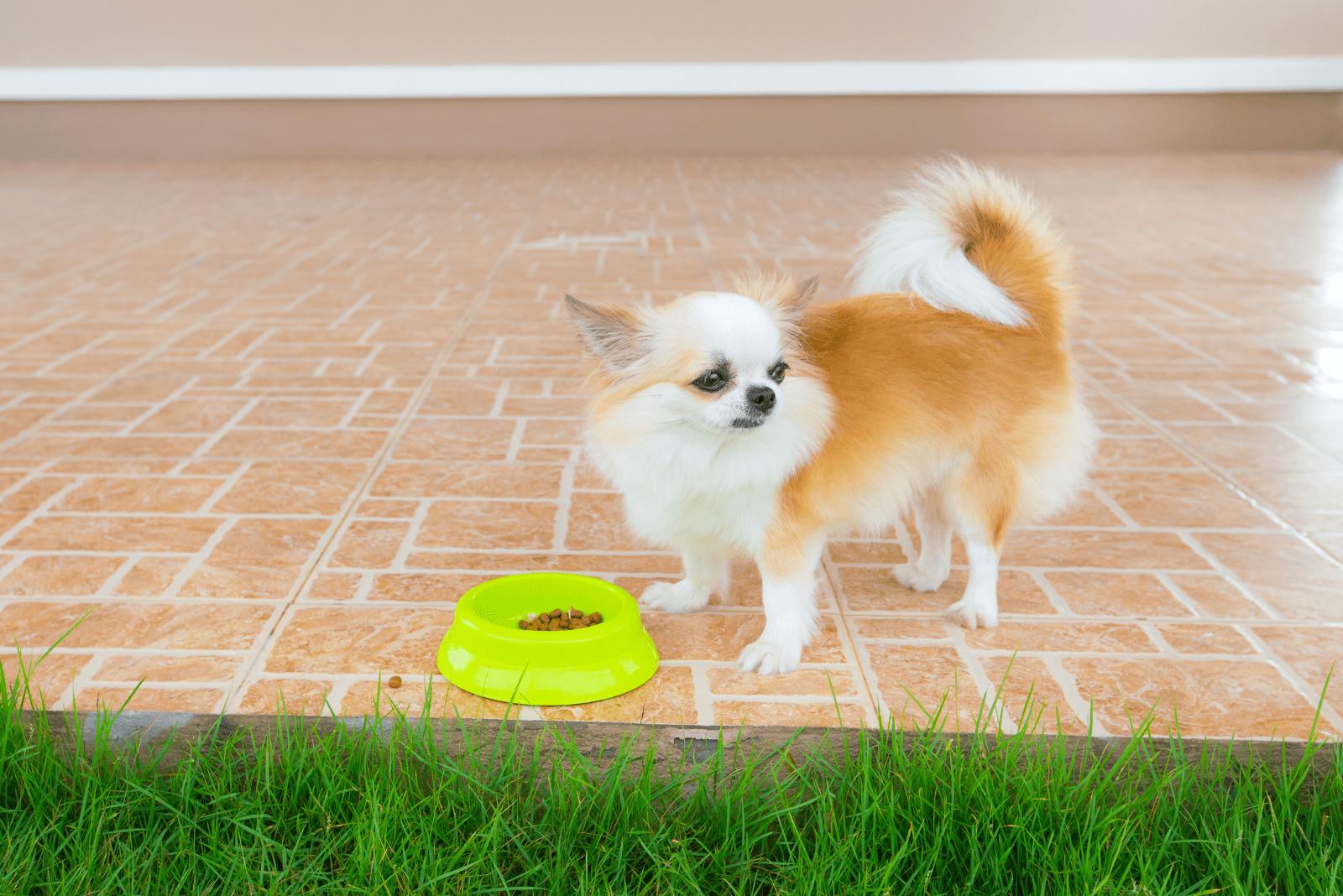 12 Healthiest And Best Dog Foods For Chihuahuas