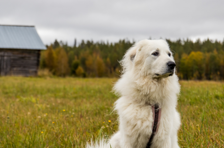 great pyrenees dog