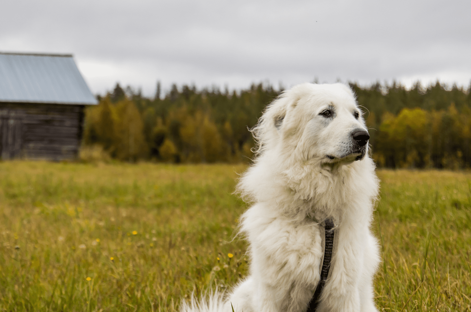 13 Reliable Great Pyrenees Breeders From Across The States