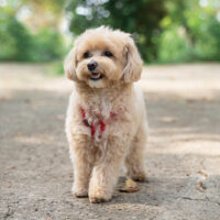 maltipoo is standing on the street