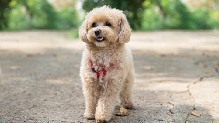 15 Adorable Maltipoo Haircuts + Tips For Grooming
