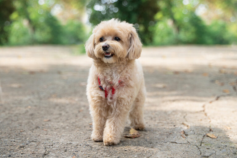 maltipoo is standing on the street