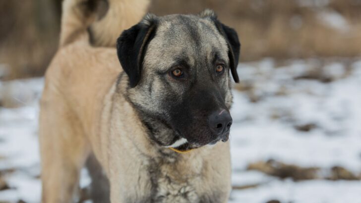 15 Anatolian Shepherd Mixes That Will Truly Amaze You