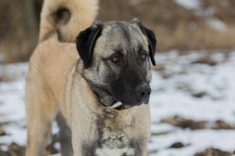 anatolian shepherd dog