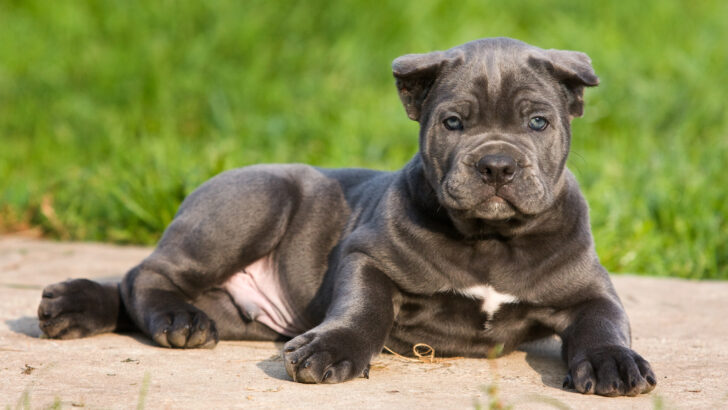 16 Italian Dog Breeds: Find Your Favorite Italian